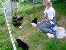 Welpen B-Wurf vom 03.05.07 (4 Wochen alt)